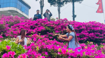 गुफापतालमा पर्यटकलाई स्वागत गर्दै ढकमक्क एजेलिया (फोटो फिचर)