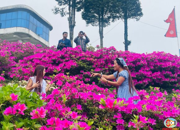 गुफापतालमा पर्यटकलाई स्वागत गर्दै ढकमक्क एजेलिया (फोटो फिचर)