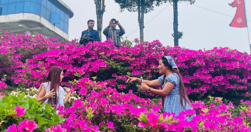 गुफापतालमा पर्यटकलाई स्वागत गर्दै ढकमक्क एजेलिया (फोटो फिचर)