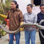 धनकुटाको कागतेबाट १३ फिट लामो राजगोमनको उद्धार