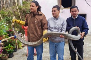 धनकुटाको कागतेबाट १३ फिट लामो राजगोमनको उद्धार