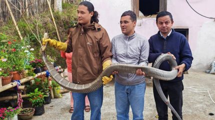 धनकुटाको कागतेबाट १३ फिट लामो राजगोमनको उद्धार