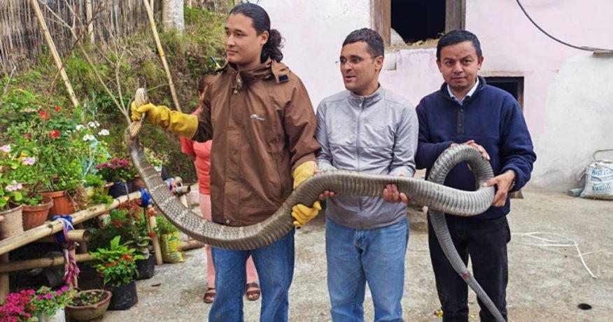 धनकुटाको कागतेबाट १३ फिट लामो राजगोमनको उद्धार