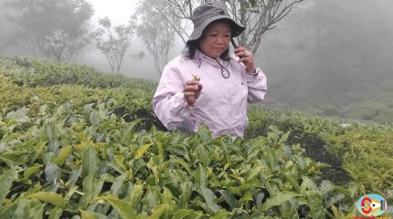 इलामलाई बिर्साउने मोरङको एकमात्र चिया बगान, कसरी भयो विस्तार ?