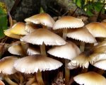 उर्लाबारीमा बारीमा उम्रिएको च्याउ खाँदा एकै परिवारका चार जना बिरामी