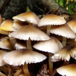 उर्लाबारीमा बारीमा उम्रिएको च्याउ खाँदा एकै परिवारका चार जना बिरामी