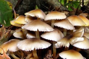 उर्लाबारीमा बारीमा उम्रिएको च्याउ खाँदा एकै परिवारका चार जना बिरामी