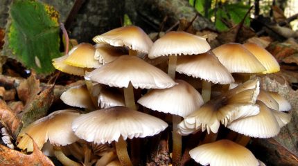 उर्लाबारीमा बारीमा उम्रिएको च्याउ खाँदा एकै परिवारका चार जना बिरामी