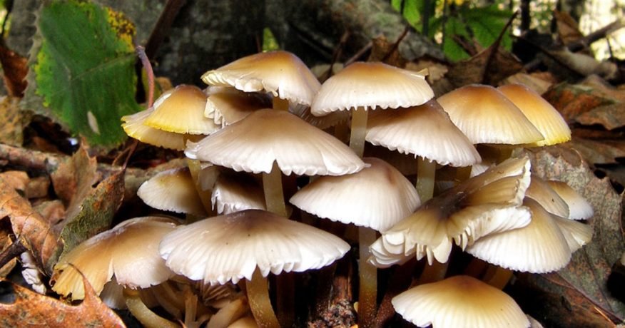 उर्लाबारीमा बारीमा उम्रिएको च्याउ खाँदा एकै परिवारका चार जना बिरामी
