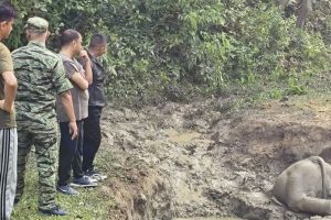 सुनसरीको वराहक्षेत्रमा हात्तीको छावा मृत फेला