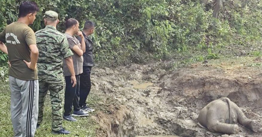 सुनसरीको वराहक्षेत्रमा हात्तीको छावा मृत फेला