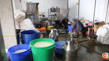 डेरी उद्योगमा स्थापित धनकुटाका राजु, ७ जनालाई प्रत्यक्ष रोजगारी