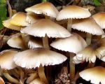 झापामा जङ्गली च्याउ खाँदा ११ जना बिरामी