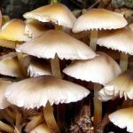 झापामा जङ्गली च्याउ खाँदा ११ जना बिरामी