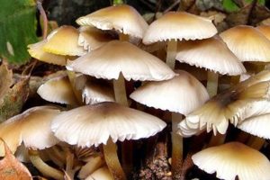 झापामा जङ्गली च्याउ खाँदा ११ जना बिरामी
