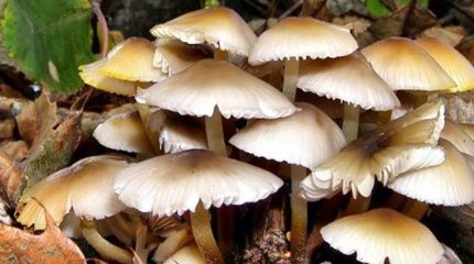 झापामा जङ्गली च्याउ खाँदा ११ जना बिरामी