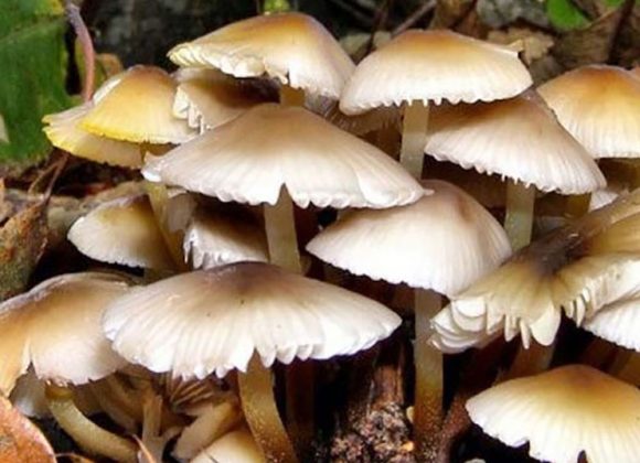 झापामा जङ्गली च्याउ खाँदा ११ जना बिरामी