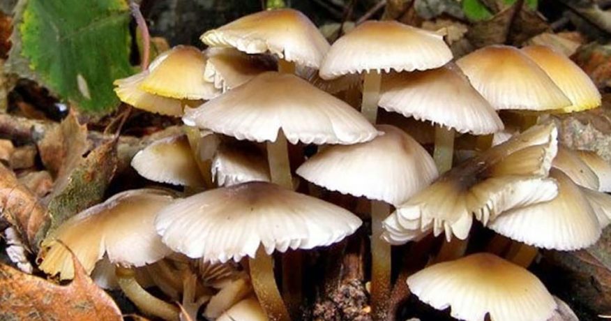 झापामा जङ्गली च्याउ खाँदा ११ जना बिरामी