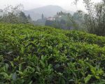 भारतीय अवरोधले पूर्वी नेपालका चिया उद्योग गम्भीर संकटमा