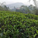 भारतीय अवरोधले पूर्वी नेपालका चिया उद्योग गम्भीर संकटमा