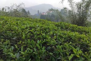झापाका चिया उद्योग आजदेखि बन्द, ६० हजार मजदुरको रोजगारी सङ्कटमा