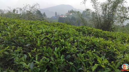 झापाका चिया उद्योग आजदेखि बन्द, ६० हजार मजदुरको रोजगारी सङ्कटमा