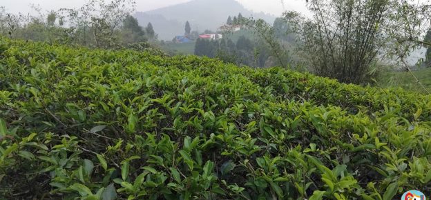 झापाका चिया उद्योग आजदेखि बन्द, ६० हजार मजदुरको रोजगारी सङ्कटमा