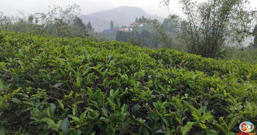 झापाका चिया उद्योग आजदेखि बन्द, ६० हजार मजदुरको रोजगारी सङ्कटमा