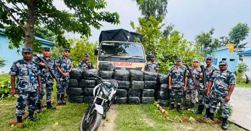 मोरङको जहदाबाट पिकअप गाडीसहित ९२२ किलो गाँजा बरामद
