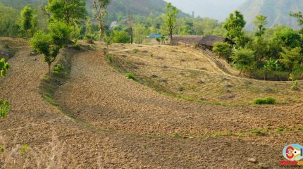 धनकुटाको तल्लो भू-भागका किसान खडेरीको चपेटामा