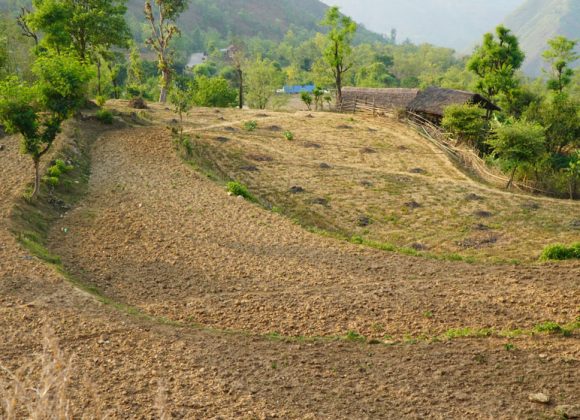 धनकुटाको तल्लो भू-भागका किसान खडेरीको चपेटामा