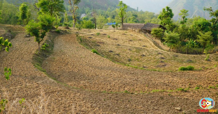 धनकुटाको तल्लो भू-भागका किसान खडेरीको चपेटामा