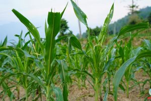 धनकुटामा फौजी किराको प्रकोप, मकैबालीमा क्षति पुग्दा कृषक चिन्तित