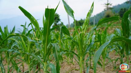 धनकुटामा फौजी किराको प्रकोप, मकैबालीमा क्षति पुग्दा कृषक चिन्तित