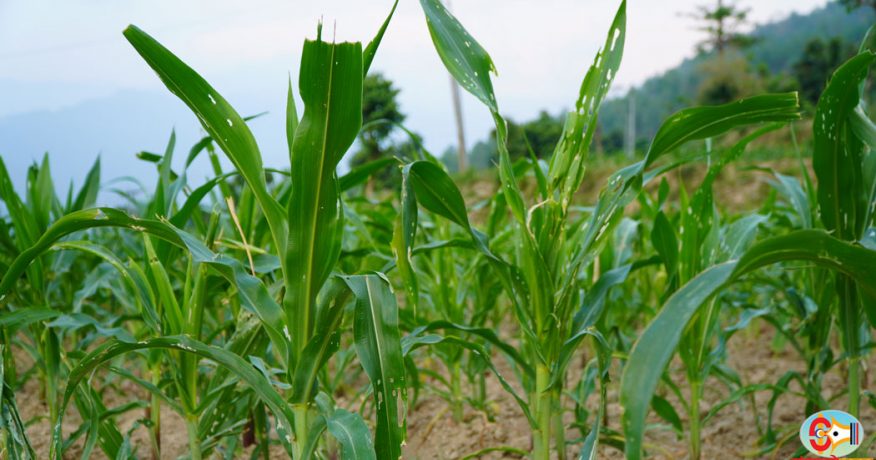 धनकुटामा फौजी किराको प्रकोप, मकैबालीमा क्षति पुग्दा कृषक चिन्तित