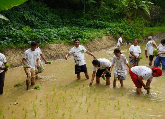 धनकुटामा १५ प्रतिशत रोपाईं