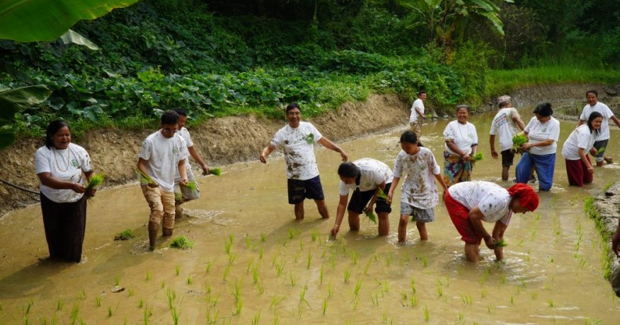धनकुटामा १५ प्रतिशत रोपाईं