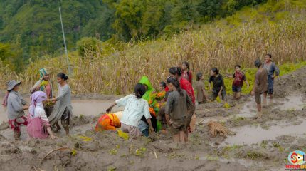 आधुनिकता र प्रविधिसँगै हरायो मौलिक बेठी र असारे भाका
