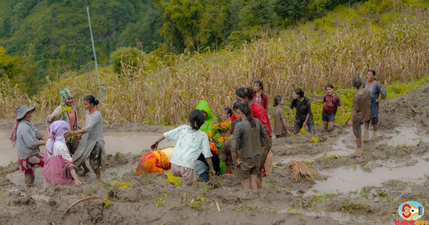 आधुनिकता र प्रविधिसँगै हरायो मौलिक बेठी र असारे भाका