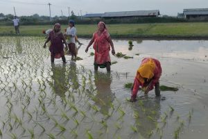 किसानलाई सँधै मलकै चिन्ता