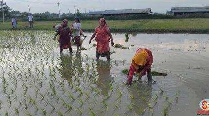 किसानलाई सँधै मलकै चिन्ता