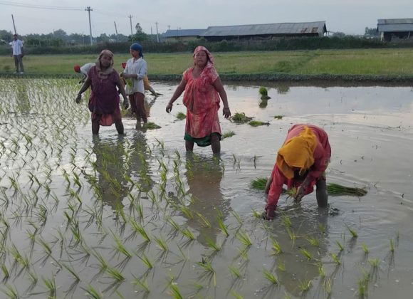 किसानलाई सँधै मलकै चिन्ता