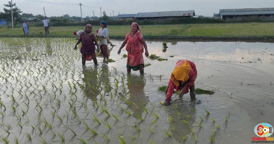किसानलाई सँधै मलकै चिन्ता