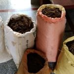 धनकुटाबाट ७२ किलो गाँजासहित दुई जना पक्राउ