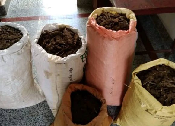 धनकुटाबाट ७२ किलो गाँजासहित दुई जना पक्राउ