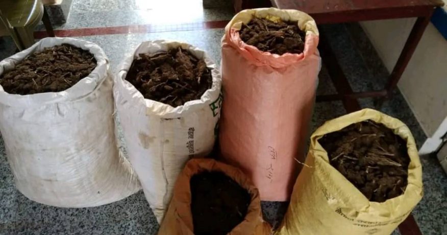 धनकुटाबाट ७२ किलो गाँजासहित दुई जना पक्राउ