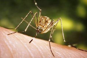 जापानिज इन्सेफ्लाइटिस : झापामा ४ महिनामा ५ जनाको मृत्यु