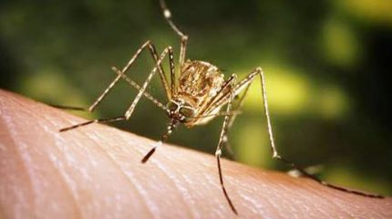 जापानिज इन्सेफ्लाइटिस : झापामा ४ महिनामा ५ जनाको मृत्यु