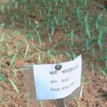 धनकुटामा कोदो खेती विस्तारका लागि वैज्ञानिक परीक्षण