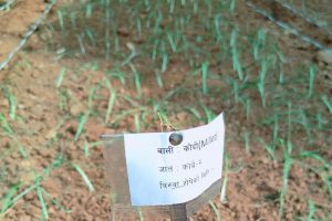 धनकुटामा कोदो खेती विस्तारका लागि वैज्ञानिक परीक्षण